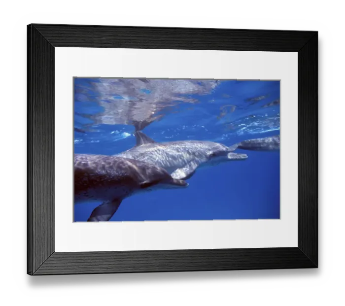Framed Print : Atlantic spotted dolphins. Bahamas