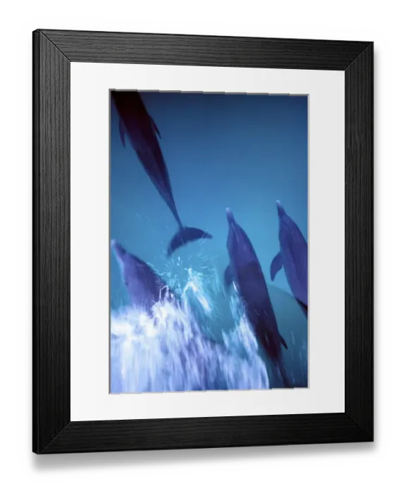 Framed Print : Atlantic spotted dolphins. Bimini, Bahamas Framed Print : Atlantic spotted dolphins. Bimini, Bahamas