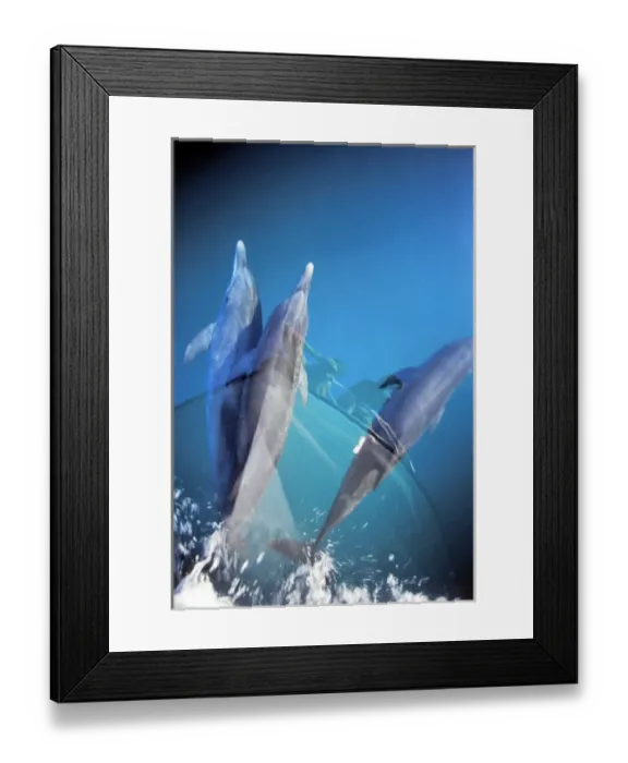 Framed Print : Atlantic spotted dolphins. Bimini, Bahamas