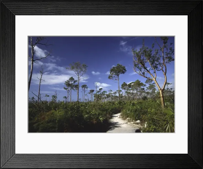 Framed Print : Path in Lucayan National Park, Grand Bahama Island, Bahamas, West Indies