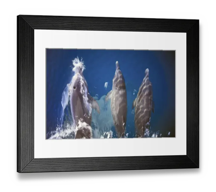 Framed Print : Atlantic spotted dolphins. Bimini, Bahamas Framed Print : Atlantic spotted dolphins. Bimini, Bahamas