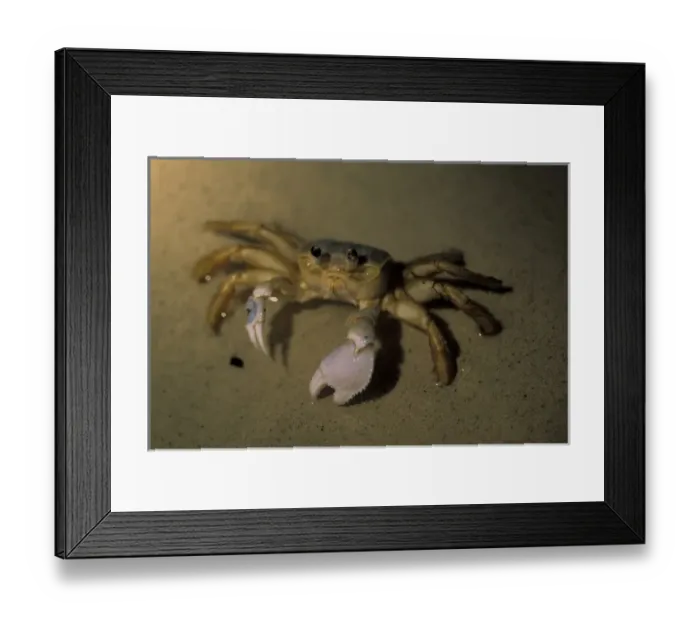 Framed Print : Caribbean, Bahamas. Ghost crab