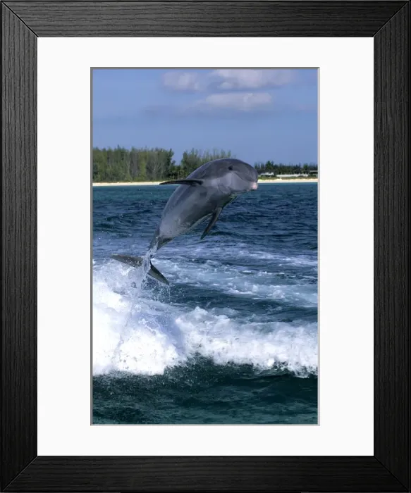 Framed Print : Dolphin jumping, Grand Bahama, Bahamas Framed Print : Dolphin jumping, Grand Bahama, Bahamas