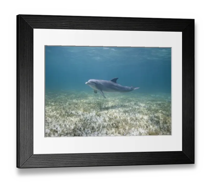 Framed Print : Bahamas, Grand Bahama Island, Freeport, Captive Bottlenose Dolphin (Tursiops truncatus)