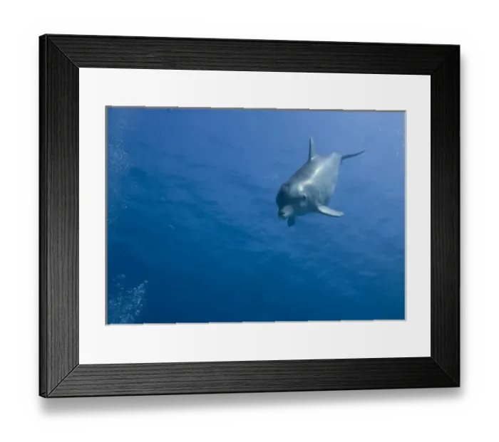 Framed Print : Bahamas, Grand Bahama Island, Freeport, Captive Bottlenose Dolphin (Tursiops truncatus)