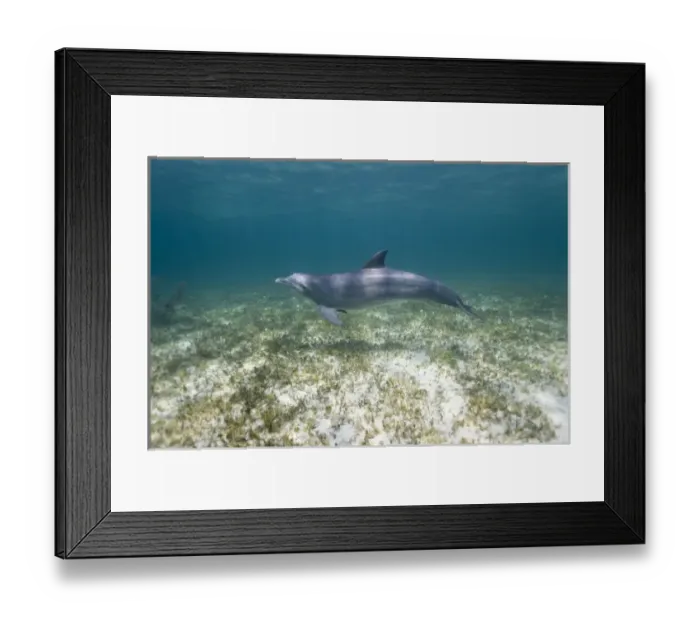 Framed Print : Bahamas, Grand Bahama Island, Freeport, Captive Bottlenose Dolphin (Tursiops truncatus)