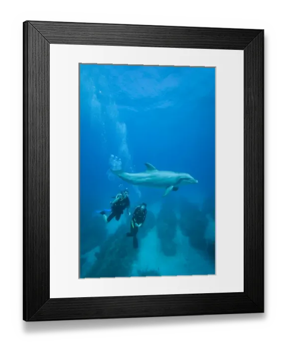 Framed Print : Bahamas, Grand Bahama Island, Freeport, Scuba diver swimming with captive Bottlenose Dolphin Framed Print : Bahamas, Grand Bahama Island, Freeport, Scuba diver swimming with captive Bottlenose Dolphin
