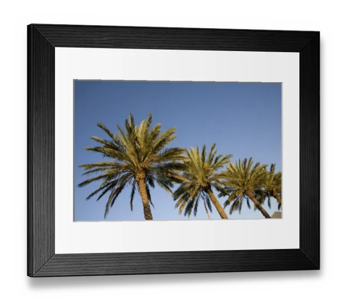 Framed Print : Bahamas, Grand Bahama Island, Freeport, Setting sun lights palm trees at Our Lucaya Framed Print : Bahamas, Grand Bahama Island, Freeport, Setting sun lights palm trees at Our Lucaya