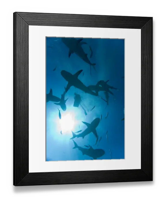 Framed Print : Bahamas, New Providence Island, Caribbean Reef Sharks (Carcharhinus perezi) circling Framed Print : Bahamas, New Providence Island, Caribbean Reef Sharks (Carcharhinus perezi) circling
