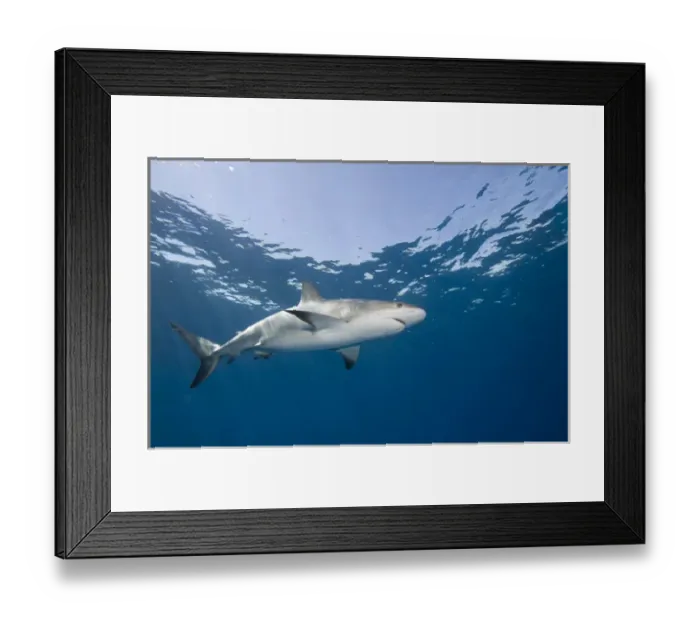 Framed Print : Bahamas, New Providence Island, Caribbean Reef Sharks (Carcharhinus perezi) swimming Framed Print : Bahamas, New Providence Island, Caribbean Reef Sharks (Carcharhinus perezi) swimming