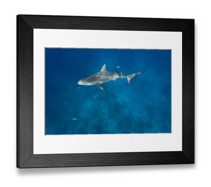 Framed Print : Bahamas, New Providence Island, Caribbean Reef Sharks (Carcharhinus perezi) swimming Framed Print : Bahamas, New Providence Island, Caribbean Reef Sharks (Carcharhinus perezi) swimming