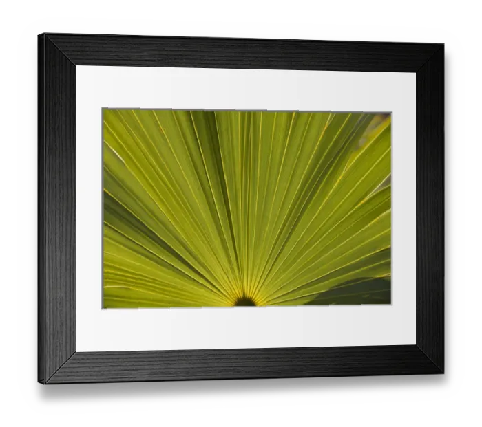 Framed Print : Bahamas, Grand Bahama Island, Lucaya National Park, Detail of palm frond Framed Print : Bahamas, Grand Bahama Island, Lucaya National Park, Detail of palm frond