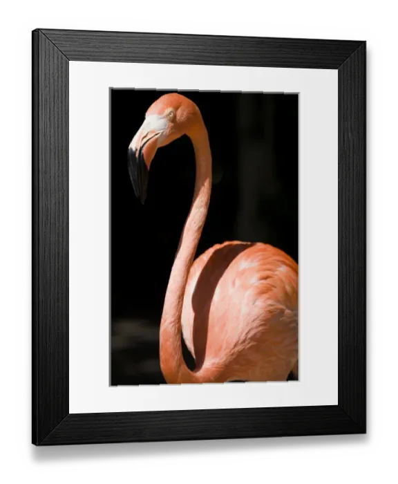Framed Print : Bahamas, New Providence Island, Nassau, Caribbean Flamingos (Phoenicopterus ruber) Framed Print : Bahamas, New Providence Island, Nassau, Caribbean Flamingos (Phoenicopterus ruber)