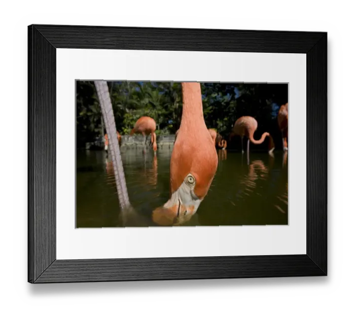 Framed Print : Bahamas, New Providence Island, Nassau, Caribbean Flamingos (Phoenicopterus ruber) Framed Print : Bahamas, New Providence Island, Nassau, Caribbean Flamingos (Phoenicopterus ruber)