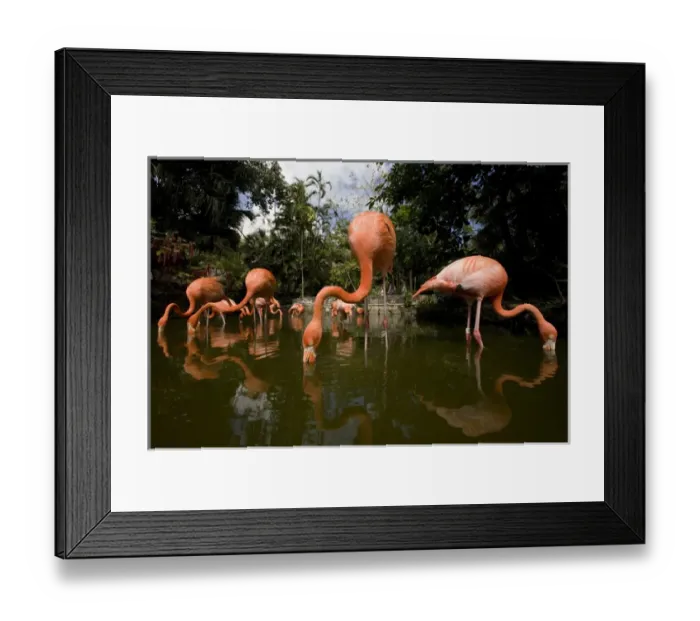Framed Print : Bahamas, New Providence Island, Nassau, Caribbean Flamingos (Phoenicopterus ruber)