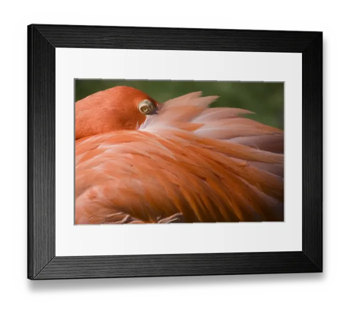 Framed Print : Bahamas, New Providence Island, Nassau, Caribbean Flamingos (Phoenicopterus ruber) Framed Print : Bahamas, New Providence Island, Nassau, Caribbean Flamingos (Phoenicopterus ruber)