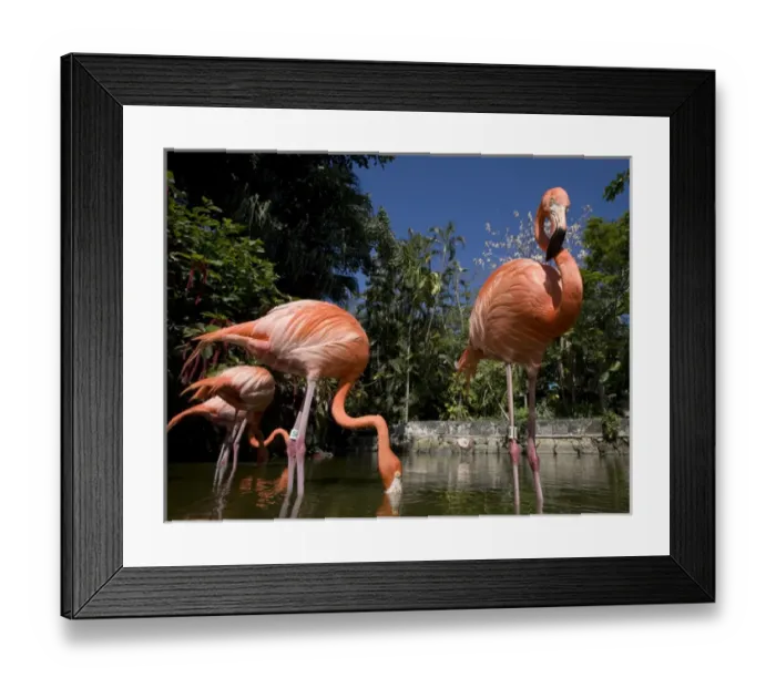 Framed Print : Bahamas, New Providence Island, Nassau, Caribbean Flamingos (Phoenicopterus ruber) Framed Print : Bahamas, New Providence Island, Nassau, Caribbean Flamingos (Phoenicopterus ruber)