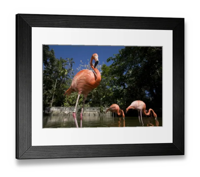 Framed Print : Bahamas, New Providence Island, Nassau, Caribbean Flamingos (Phoenicopterus ruber) Framed Print : Bahamas, New Providence Island, Nassau, Caribbean Flamingos (Phoenicopterus ruber)