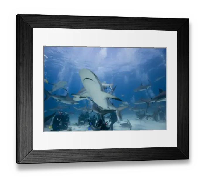 Framed Print : Bahamas, New Providence Island, Scuba divers and Caribbean Reef Sharks during Stuart Framed Print : Bahamas, New Providence Island, Scuba divers and Caribbean Reef Sharks during Stuart