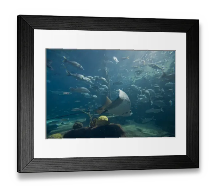 Framed Print : Bahamas, Paradise Island, Nassau, Aquarium inside Atlantis Resort Framed Print : Bahamas, Paradise Island, Nassau, Aquarium inside Atlantis Resort