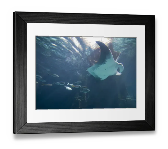 Framed Print : Bahamas, Paradise Island, Nassau, Aquarium inside Atlantis Resort Framed Print : Bahamas, Paradise Island, Nassau, Aquarium inside Atlantis Resort