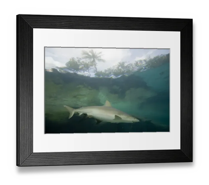 Framed Print : Bahamas, Paradise Island, Nassau, Aquarium inside Atlantis Resort
