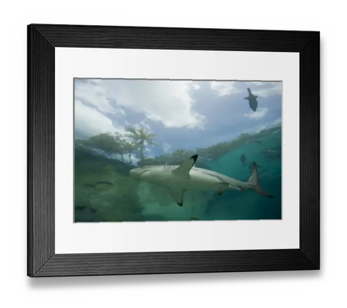 Framed Print : Bahamas, Paradise Island, Nassau, Aquarium inside Atlantis Resort Framed Print : Bahamas, Paradise Island, Nassau, Aquarium inside Atlantis Resort