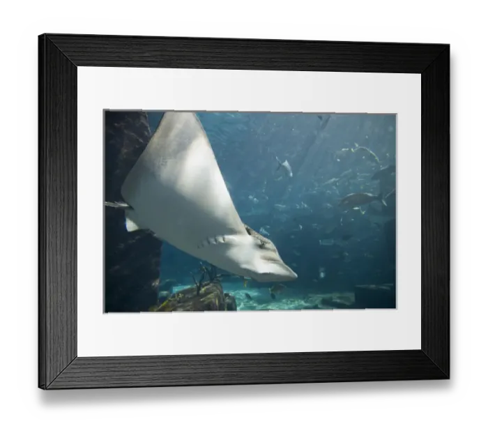 Framed Print : Bahamas, Paradise Island, Nassau, Eagle Ray swimming inside aquarium at Atlantis Resort Framed Print : Bahamas, Paradise Island, Nassau, Eagle Ray swimming inside aquarium at Atlantis Resort