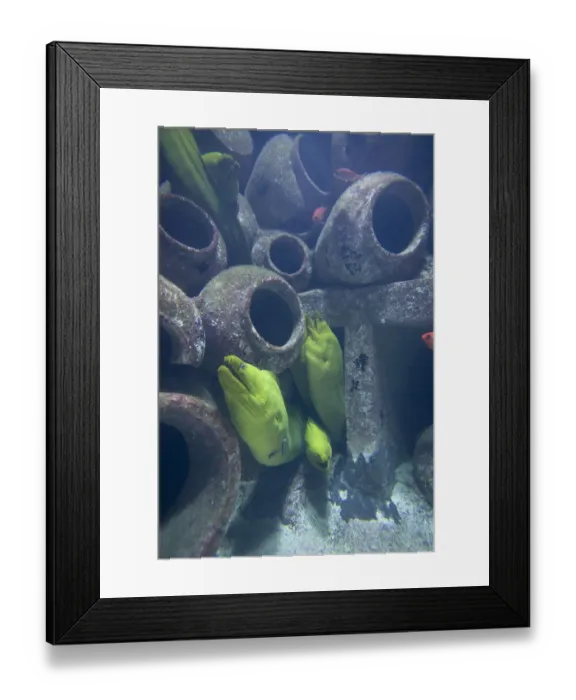 Framed Print : Bahamas, Paradise Island, Nassau, Moray Eels inside aquarium inside Atlantis Resort