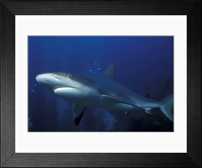 Framed Print : Caribbean, Bahamas Caribbean reef shark (Carcharhinus perezi) Framed Print : Caribbean, Bahamas Caribbean reef shark (Carcharhinus perezi)