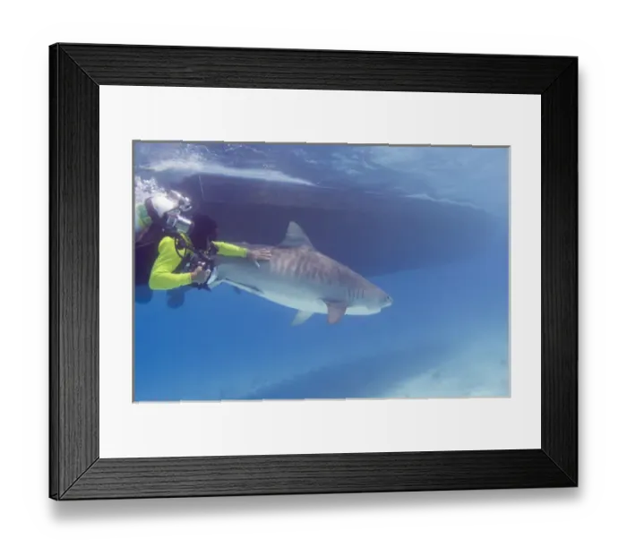 Framed Print : Tiger Sharks (Galeocerdo cuvier) Northern Bahamas M. R. Diver Framed Print : Tiger Sharks (Galeocerdo cuvier) Northern Bahamas M. R. Diver