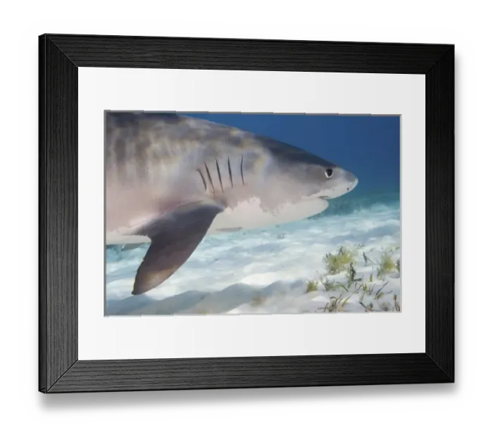 Framed Print : Tiger Sharks (Galeocerdo cuvier) Northern Bahamas