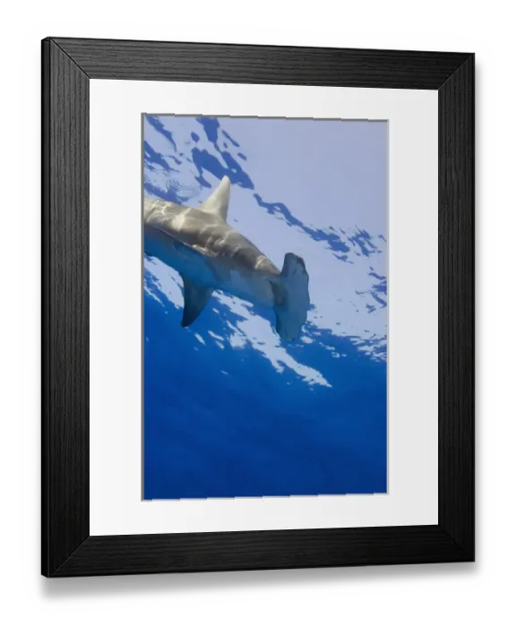 Framed Print : Great Hammerhead Shark (Sphyrna mokarran) Northern Bahamas