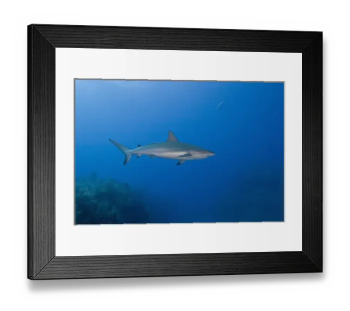Framed Print : Caribbean Reef Sharks (Carcharhinus perezi) Northern Bahamas Framed Print : Caribbean Reef Sharks (Carcharhinus perezi) Northern Bahamas