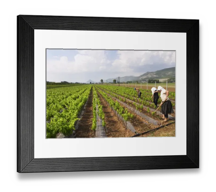 Framed Print : Woman women working the soil with a tool. Fidal vine nursery and winery, Zejmen, Lezhe Framed Print : Woman women working the soil with a tool. Fidal vine nursery and winery, Zejmen, Lezhe