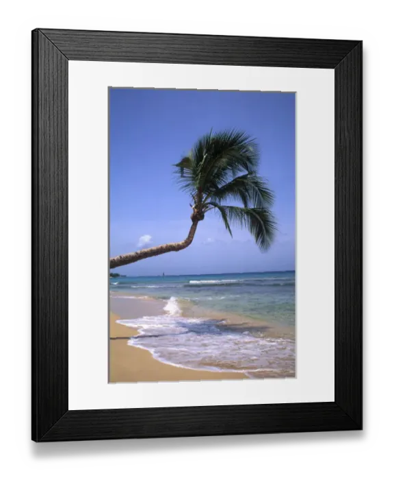 Framed Print : Caribbean Beach with Palm Tree Barbados Framed Print : Caribbean Beach with Palm Tree Barbados
