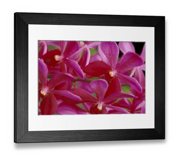 Framed Print : Caribbean, Barbados, St. George Parish Orchid World Framed Print : Caribbean, Barbados, St. George Parish Orchid World