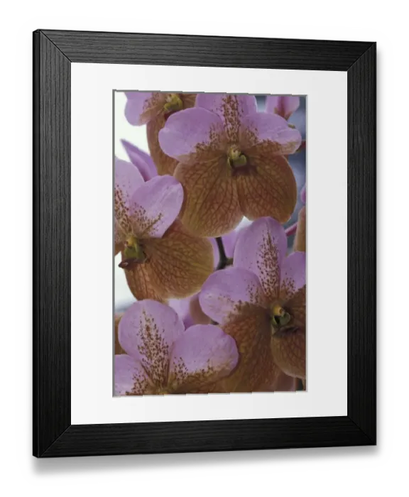 Framed Print : CARIBBEAN Pink Orchid Framed Print : CARIBBEAN Pink Orchid