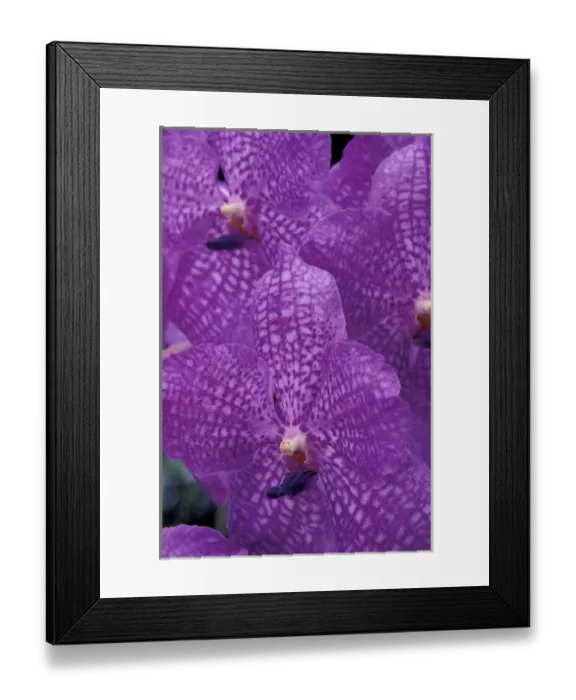 Framed Print : Caribbean, Barbados Orchid World, St. George Parish Framed Print : Caribbean, Barbados Orchid World, St. George Parish