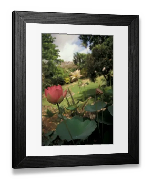 Framed Print : Barbados, Andromeda Botanical Gardens. Lotus Blossoms Framed Print : Barbados, Andromeda Botanical Gardens. Lotus Blossoms