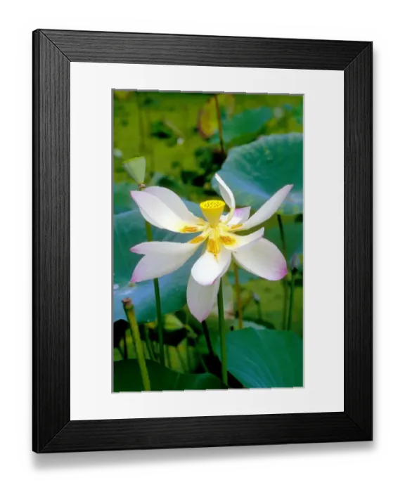 Framed Print : 01. Caribbean, Barbados. Lily blossom Framed Print : 01. Caribbean, Barbados. Lily blossom