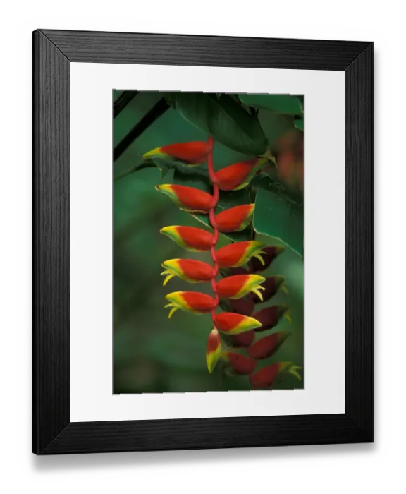 Framed Print : CARIBBEAN, Barbados Heliconia, Andromeda Gardens Framed Print : CARIBBEAN, Barbados Heliconia, Andromeda Gardens