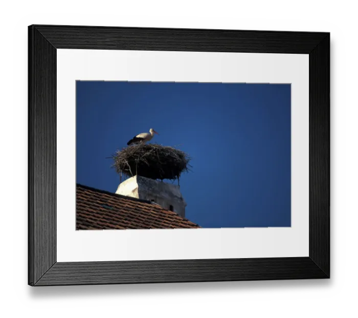 Framed Print : Europe, Austria, Burgenland, Rut, Neusiedler See. Stork nest Framed Print : Europe, Austria, Burgenland, Rut, Neusiedler See. Stork nest