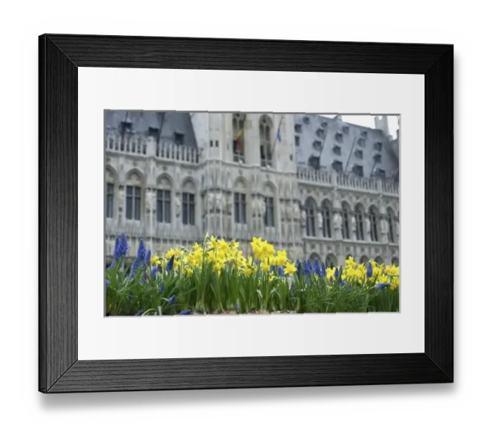 Framed Print : Europe, Belgium, Flanders, Brussels, flowers in Grand Place, town hall Framed Print : Europe, Belgium, Flanders, Brussels, flowers in Grand Place, town hall