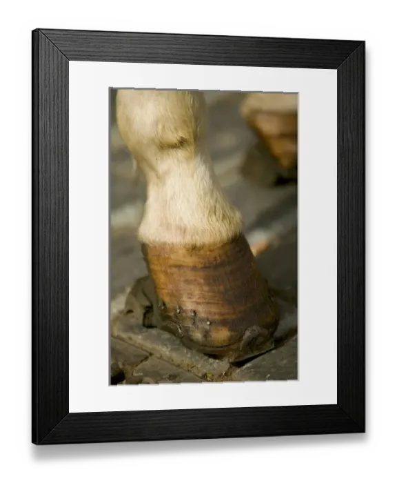 Framed Print : horse hoof, Czech Republic, prague Framed Print : horse hoof, Czech Republic, prague