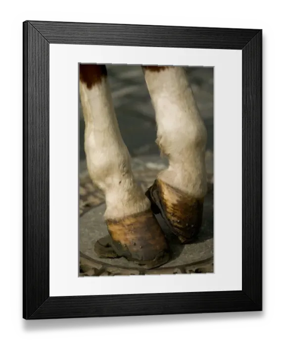 Framed Print : horse hoof, Czech Republic, prague Framed Print : horse hoof, Czech Republic, prague