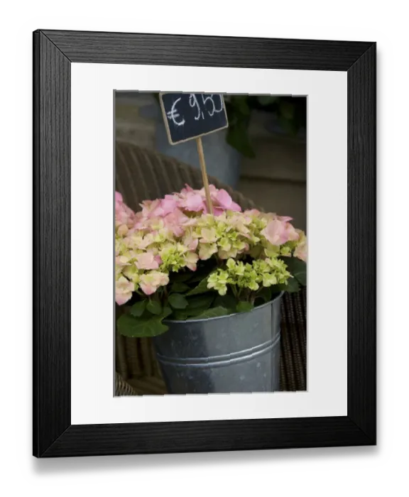 Framed Print : Europe, Belgium, West Flanders, Bruges, flowers for sale Framed Print : Europe, Belgium, West Flanders, Bruges, flowers for sale