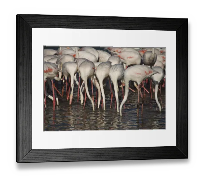 Framed Print : France, Camargue. Parc Naturel Regional de Camargue. Greater Flamingos stretch their Framed Print : France, Camargue. Parc Naturel Regional de Camargue. Greater Flamingos stretch their