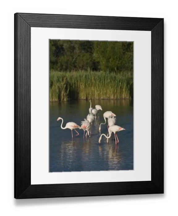 Framed Print : France, Camargue, Parc Naturel Regional de Camargue. Greater Flamingos search