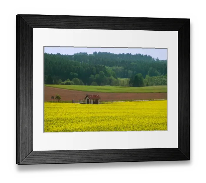 Framed Print : Farmlands of canola, South Bohemia, Czech Republic Framed Print : Farmlands of canola, South Bohemia, Czech Republic